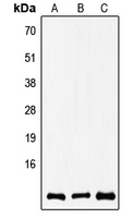 COX8A Antibody in Western Blot (WB)