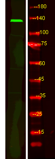 FBF1 Antibody in Western Blot (WB)