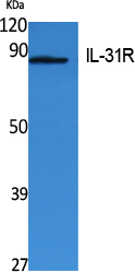 IL31RA Antibody in Western Blot (WB)