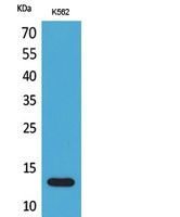 Lymphotactin Antibody in Western Blot (WB)