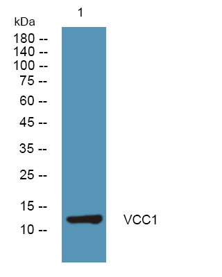 CXCL17 Antibody in Western Blot (WB)