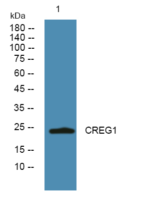 CREG1 Antibody in Western Blot (WB)