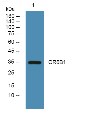 OR6B1 Antibody in Western Blot (WB)