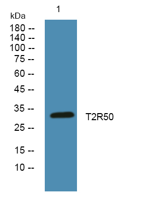 TAS2R50 Antibody in Western Blot (WB)