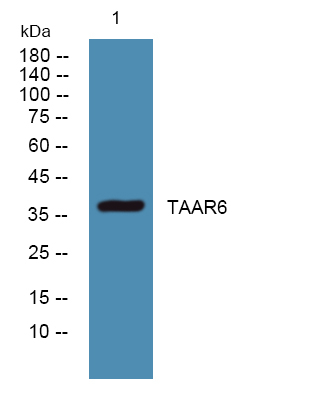 TAAR6 Antibody in Western Blot (WB)