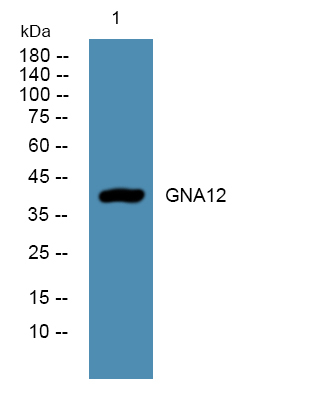 GNA12 Antibody in Western Blot (WB)