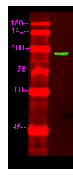 RALGDS Antibody in Western Blot (WB)
