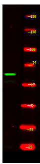 CCNK Antibody in Western Blot (WB)