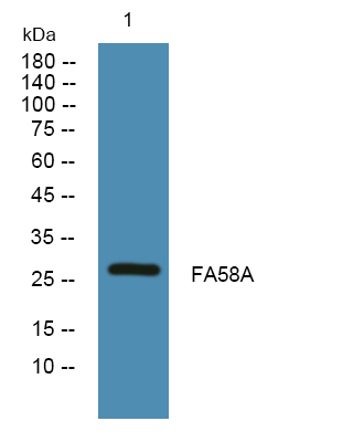 FAM58A Antibody in Western Blot (WB)
