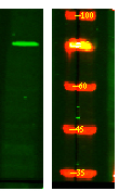 NUFIP2 Antibody in Western Blot (WB)