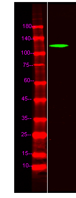 ZFPM1 Antibody in Western Blot (WB)