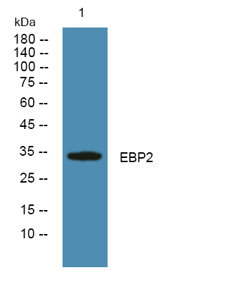EBNA1BP2 Antibody in Western Blot (WB)