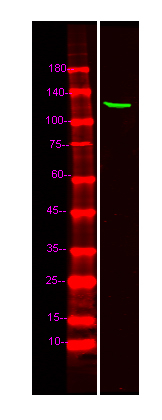 TOPORS Antibody in Western Blot (WB)