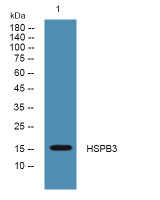 HSPB3 Antibody in Western Blot (WB)