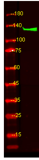 PLCB4 Antibody in Western Blot (WB)