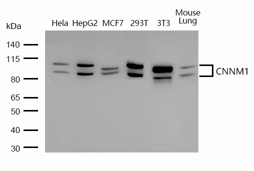 CNNM1 Antibody in Western Blot (WB)