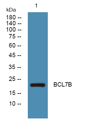BCL7B Antibody in Western Blot (WB)