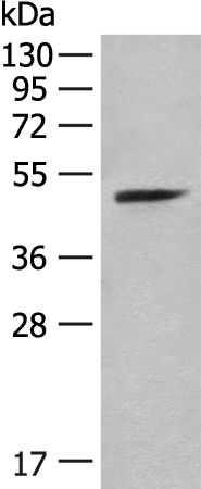 PCTAIRE3 Antibody in Western Blot (WB)