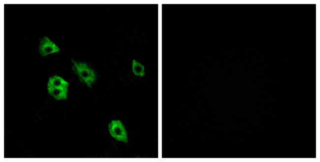 GPR27 Antibody in Immunocytochemistry (ICC/IF)