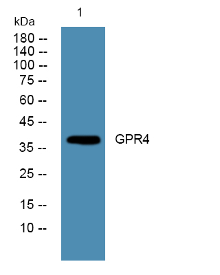 GPR4 Antibody in Western Blot (WB)