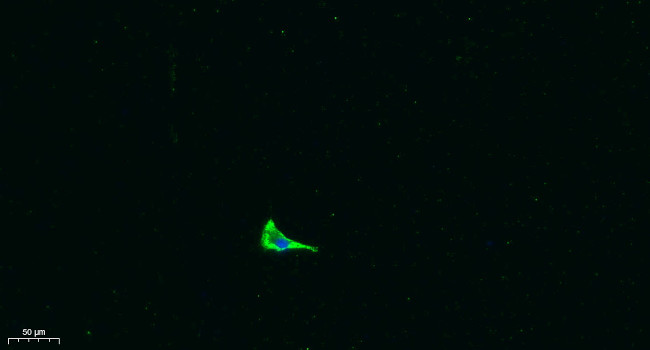 COL17A1 Antibody in Immunocytochemistry (ICC/IF)
