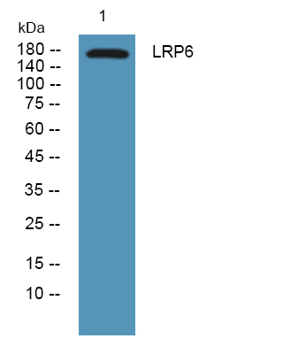 LRP6 Antibody in Western Blot (WB)