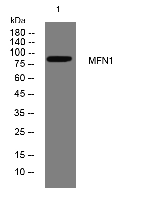MFN1 Antibody in Western Blot (WB)