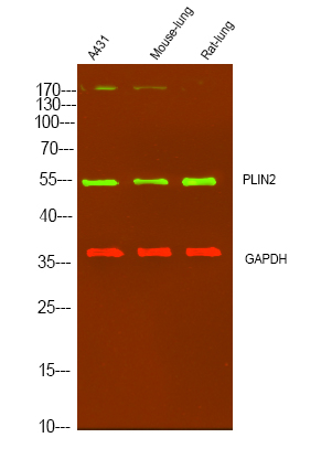 ADFP Antibody in Western Blot (WB)