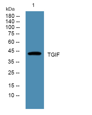 TGIF Antibody in Western Blot (WB)