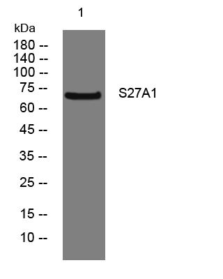 SLC27A1 Antibody in Western Blot (WB)