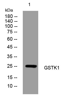 GSTK1 Antibody in Western Blot (WB)