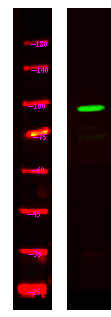 SCARF1 Antibody in Western Blot (WB)