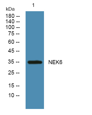 NEK6 Antibody in Western Blot (WB)