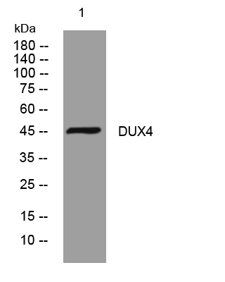 DUX4 Antibody in Western Blot (WB)