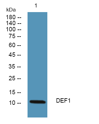 DEFA1 Antibody in Western Blot (WB)