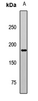 Erbin Antibody in Western Blot (WB)
