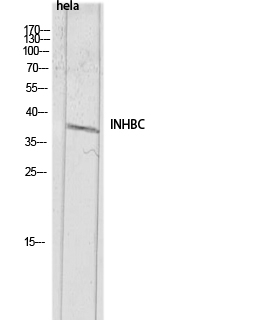 INHBC Antibody in Western Blot (WB)