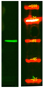 C19orf61 Antibody in Western Blot (WB)