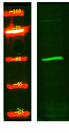CYP4F22 Antibody in Western Blot (WB)