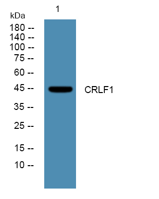 CRLF1 Antibody in Western Blot (WB)
