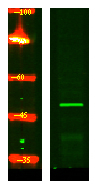 CRLF3 Antibody in Western Blot (WB)