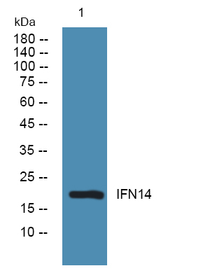 IFNA14 Antibody in Western Blot (WB)