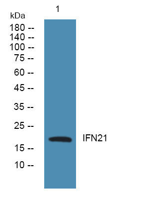 Interferon alpha-21 Antibody in Western Blot (WB)
