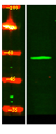 IFIT1B Antibody in Western Blot (WB)