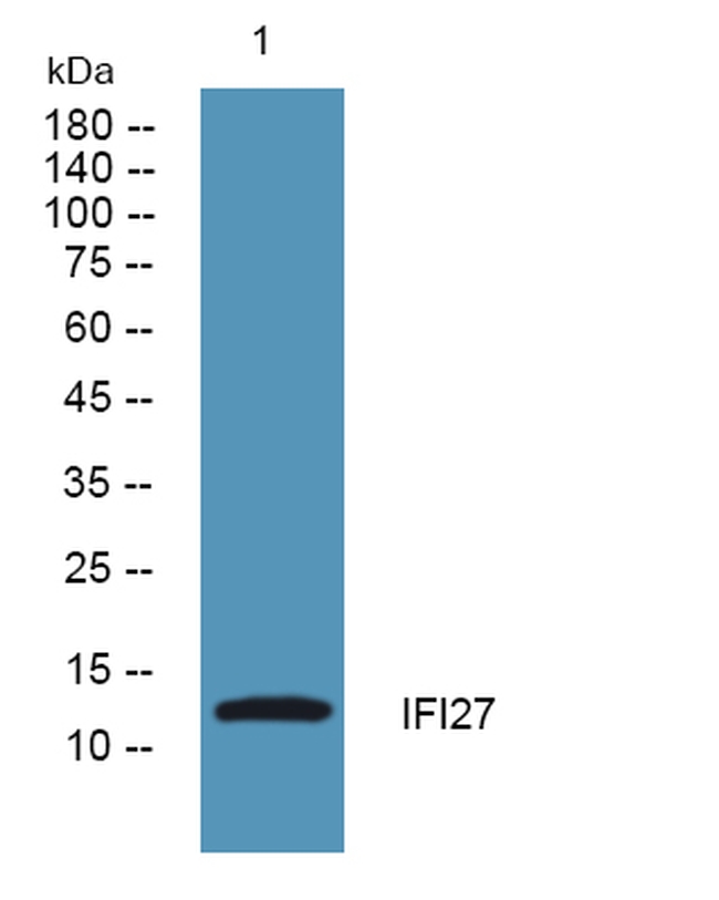 IFI27 Antibody in Western Blot (WB)
