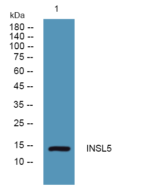 INSL5 Antibody in Western Blot (WB)