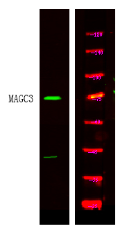 MAGEC3 Antibody in Western Blot (WB)