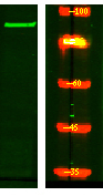 STRN4 Antibody in Western Blot (WB)