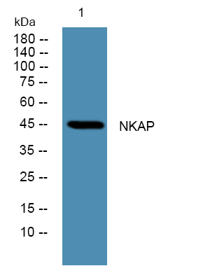 NKAP Antibody in Western Blot (WB)