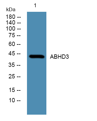 ABHD3 Antibody in Western Blot (WB)